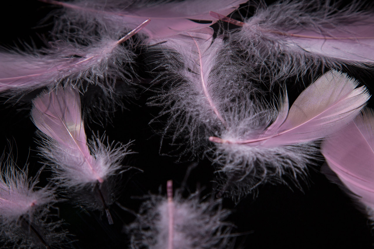 羽毛|摄影|其他摄影|老杜头 - 原创作品 - 站酷 (zcool)