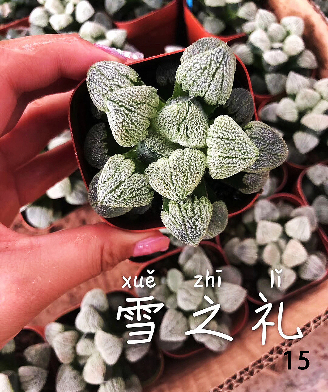 云南东南亚多肉绿植（图ZMTU1NDUxNDEy） - 产品摄影 - 站酷设计师绿植玩家原创素材 - 站酷ZCOOL