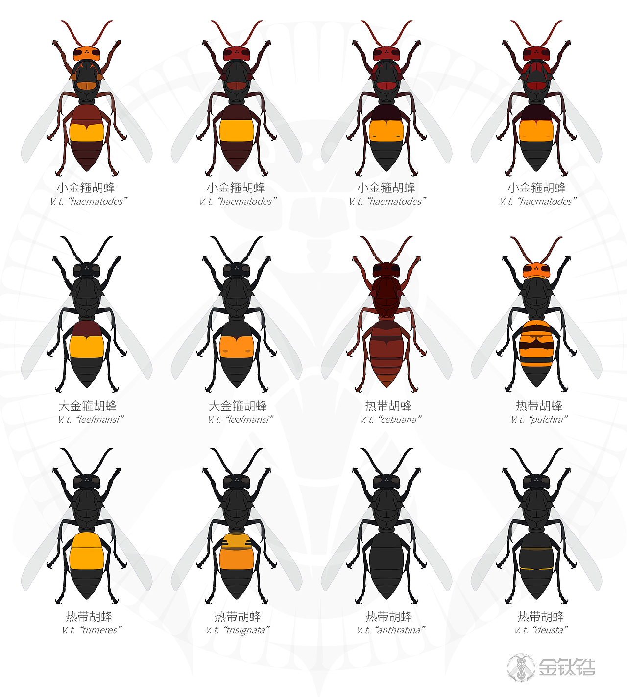 常见胡蜂,马蜂色型,车政大帝,墨等等,金钛锆