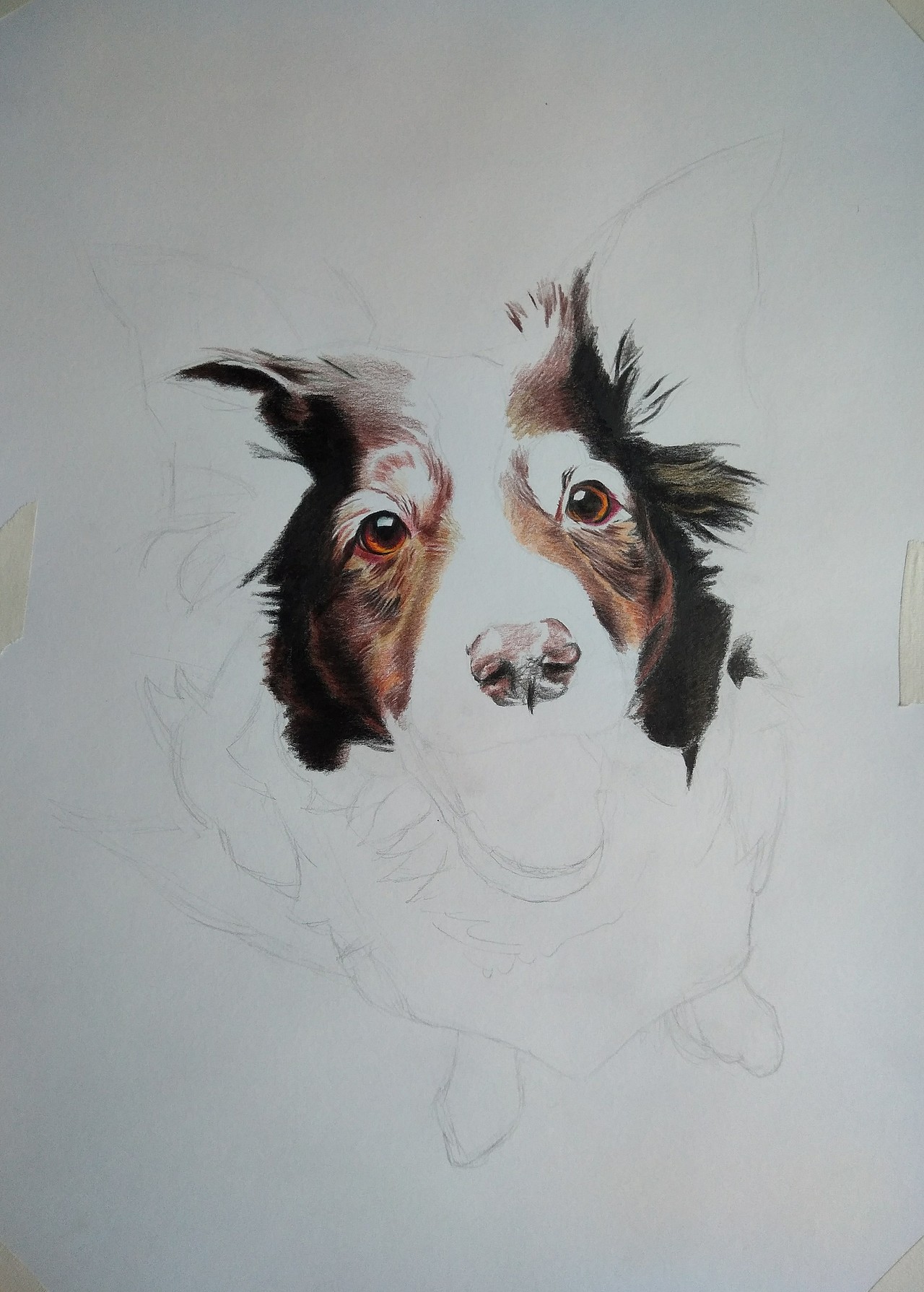 彩铅狗狗