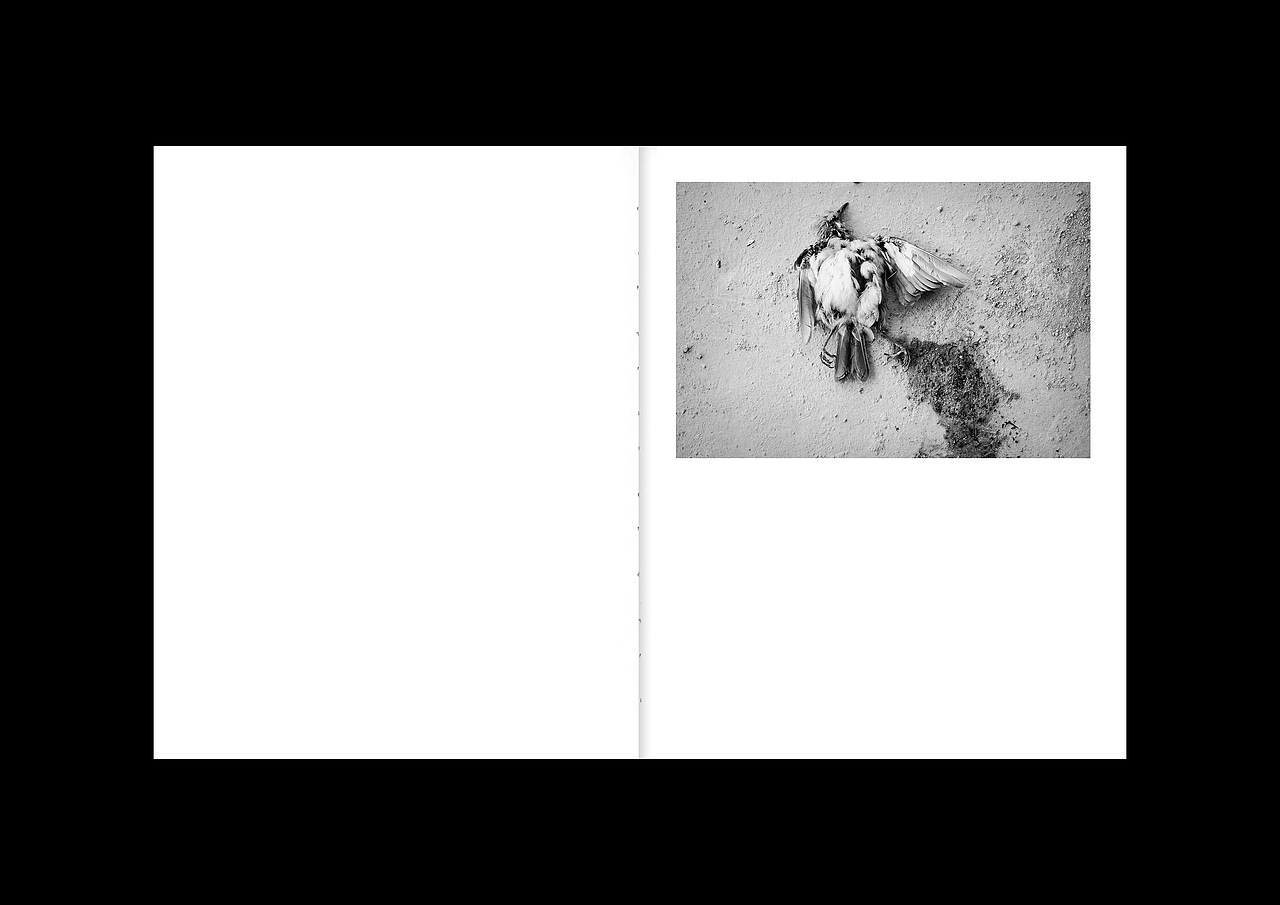 毕业创作-死鸟（图ZMjMyOTg0Nzgw） - 书籍/画册 - 站酷设计师裸马原创素材 - 站酷ZCOOL