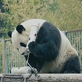 YYoda的头像