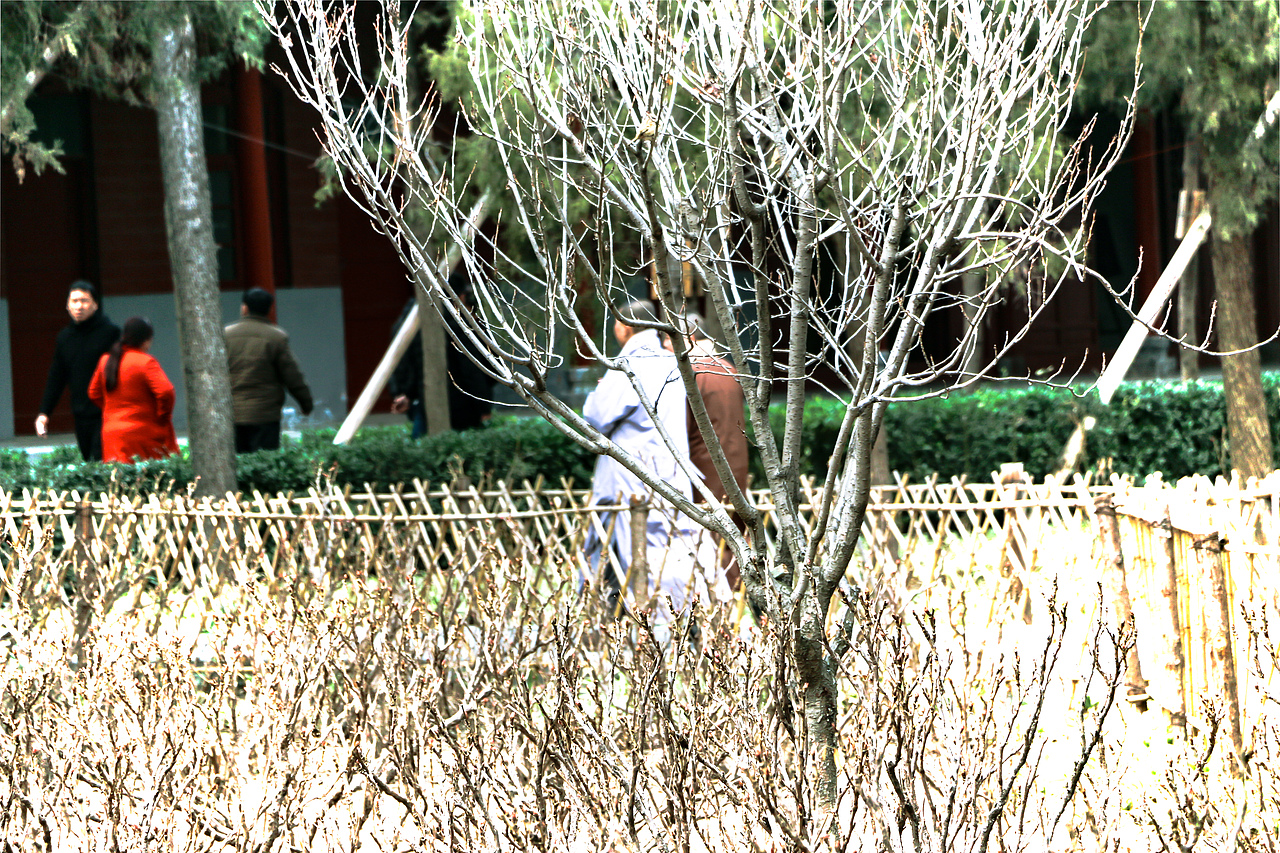 河南洛阳白马寺