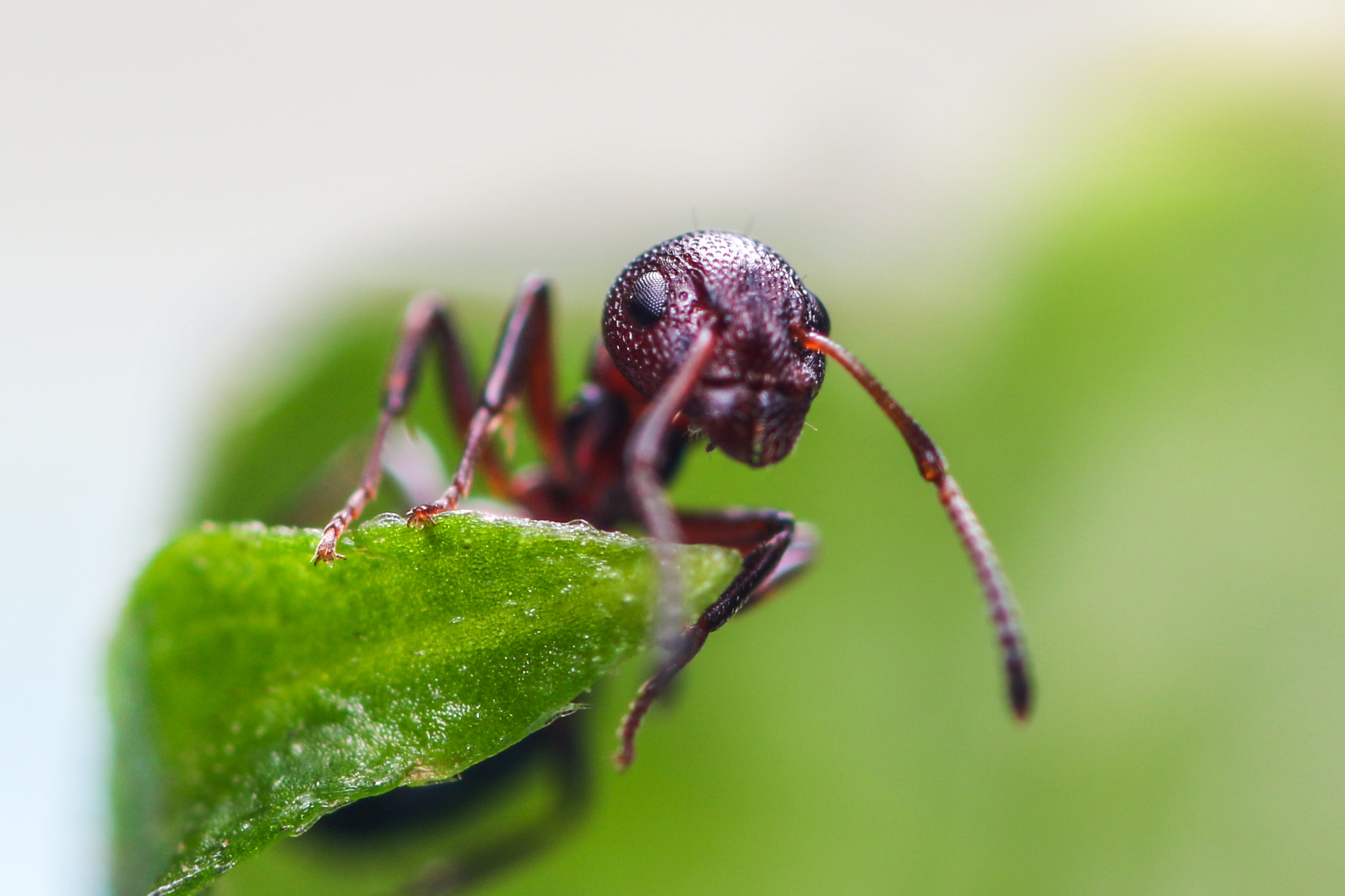 小蚂蚁的样子图片