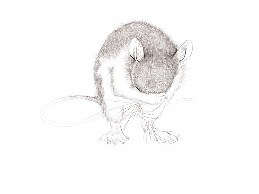 生肖--鼠（个人主页-ZMzc5MzEwNjQ=） - 创作习作 - 站酷设计师麦芽长不高原创素材 - 站酷ZCOOL