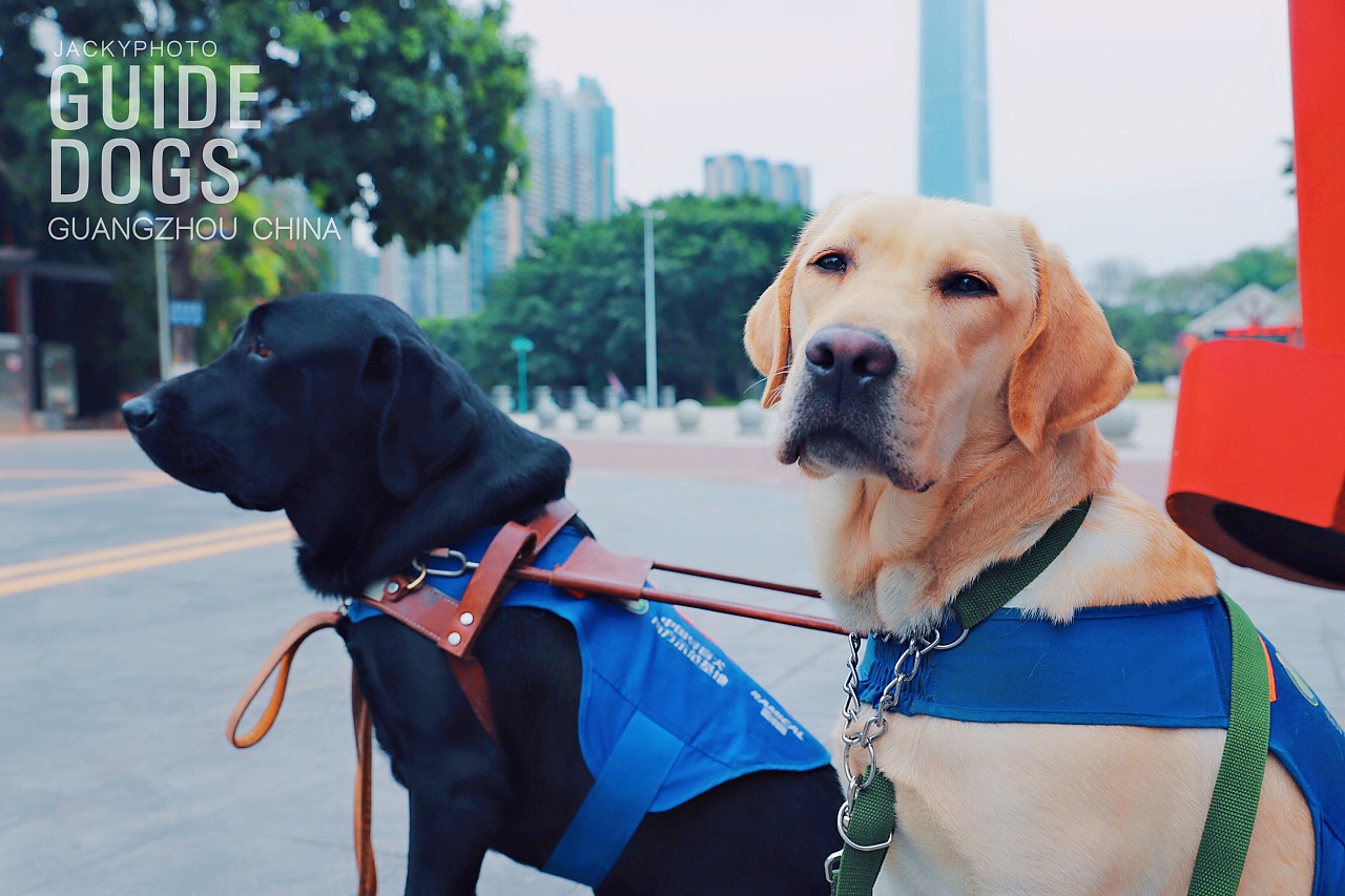 导盲犬公益：我们是盲人的眼睛，你愿意为我们发声吗？|摄影|宠物摄影|太空狗视觉 - 原创作品 - 站酷 (ZCOOL)