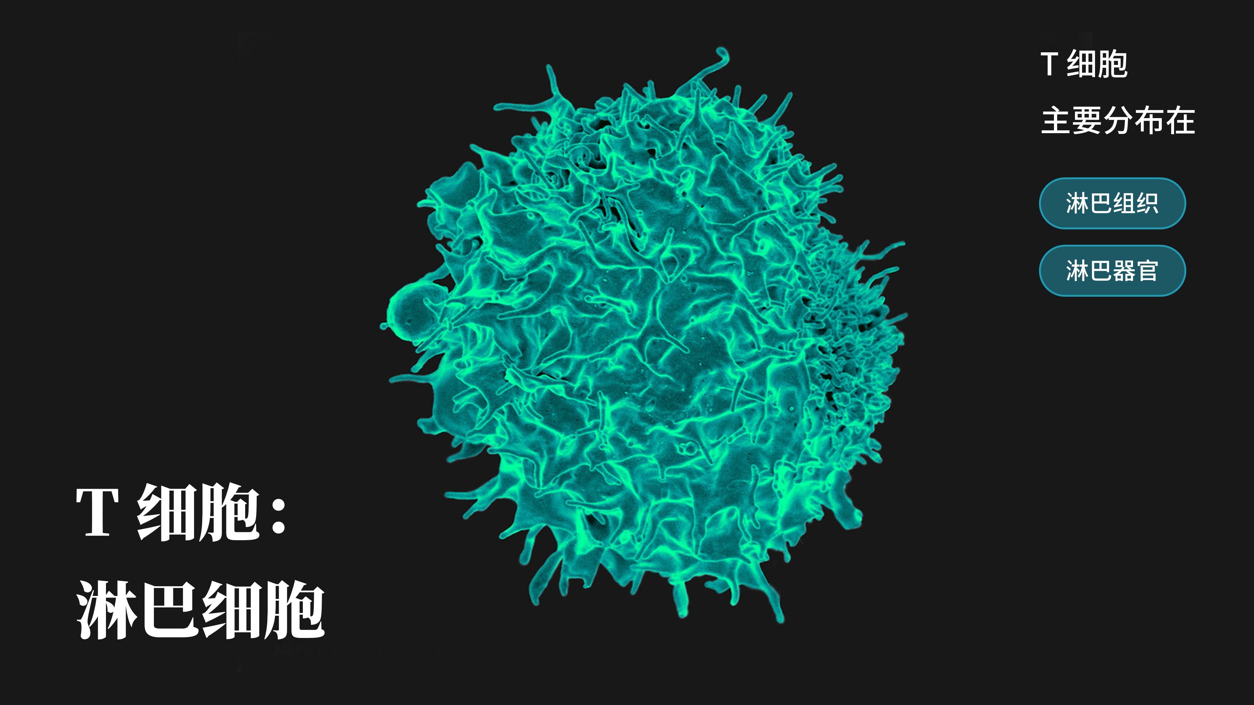 效应T细胞图片图片