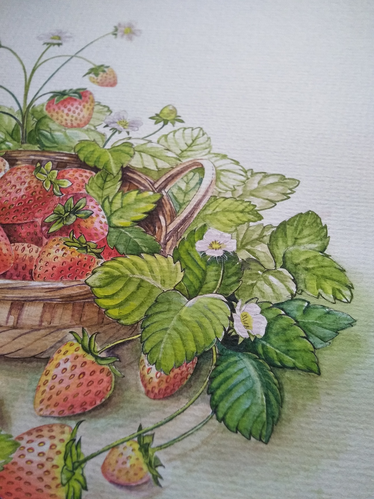二十四节气水果手绘（图ZMTQxMDg1MTYw） - 商业插画 - 站酷设计师MY柠檬原创素材 - 站酷ZCOOL