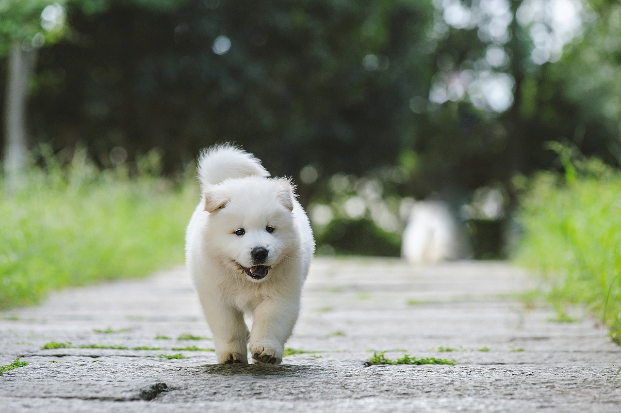 【均木纪实宠物摄影】记,一群松萨的奶汪们第一次郊游