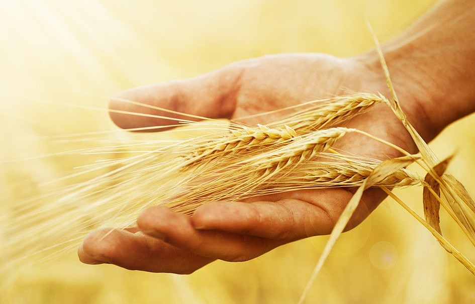 塞北粮仓logo（飞机稿）（图ZMzM1NzA3MzI=） - Logo - 站酷设计师庞利超原创素材 - 站酷ZCOOL