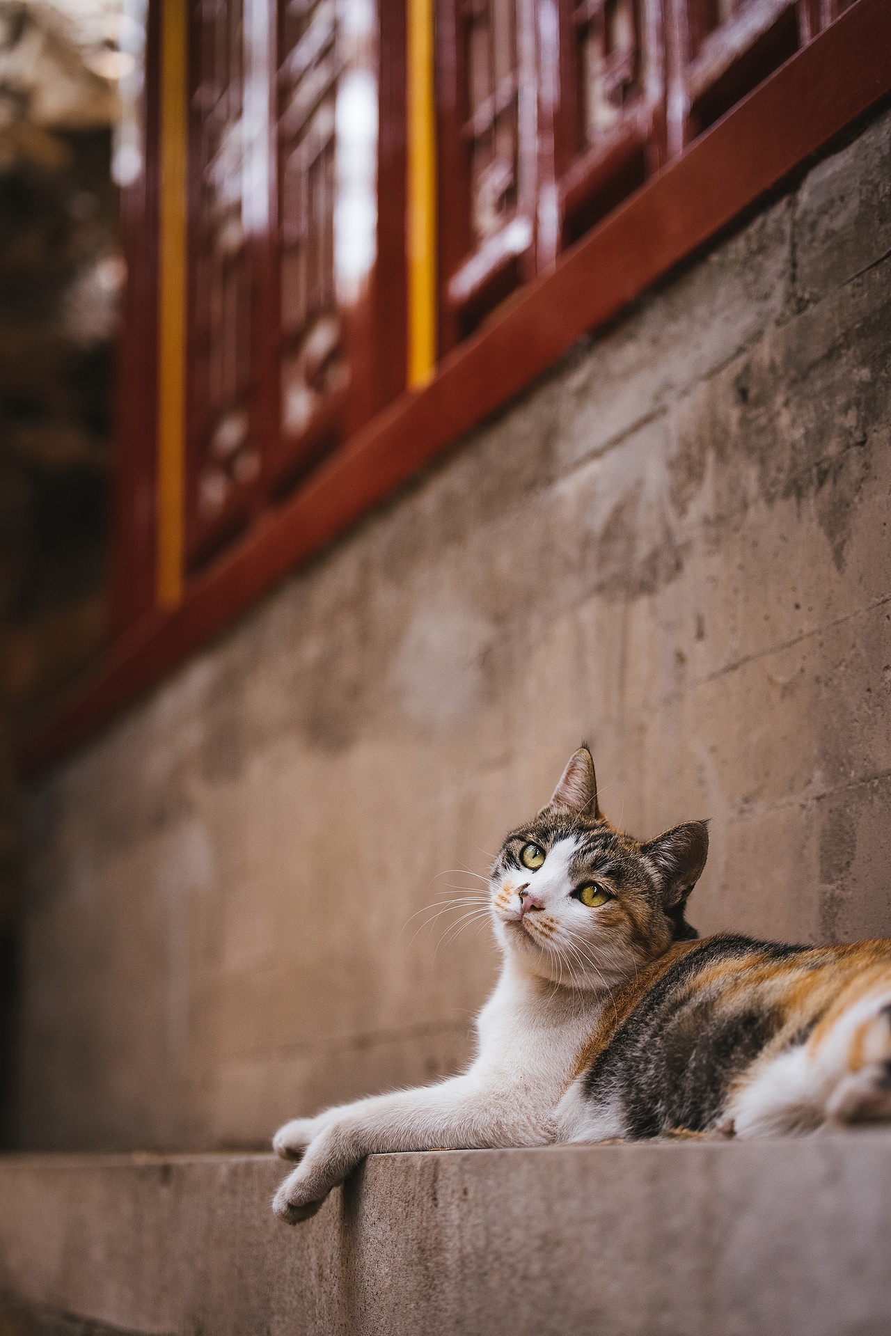 使用佳能EOS R5解锁更多猫咪姿势(图ZMjIyNDgxNDgw) - 宠物摄影 - 站酷设计师克查原创素材 - 站酷ZCOOL