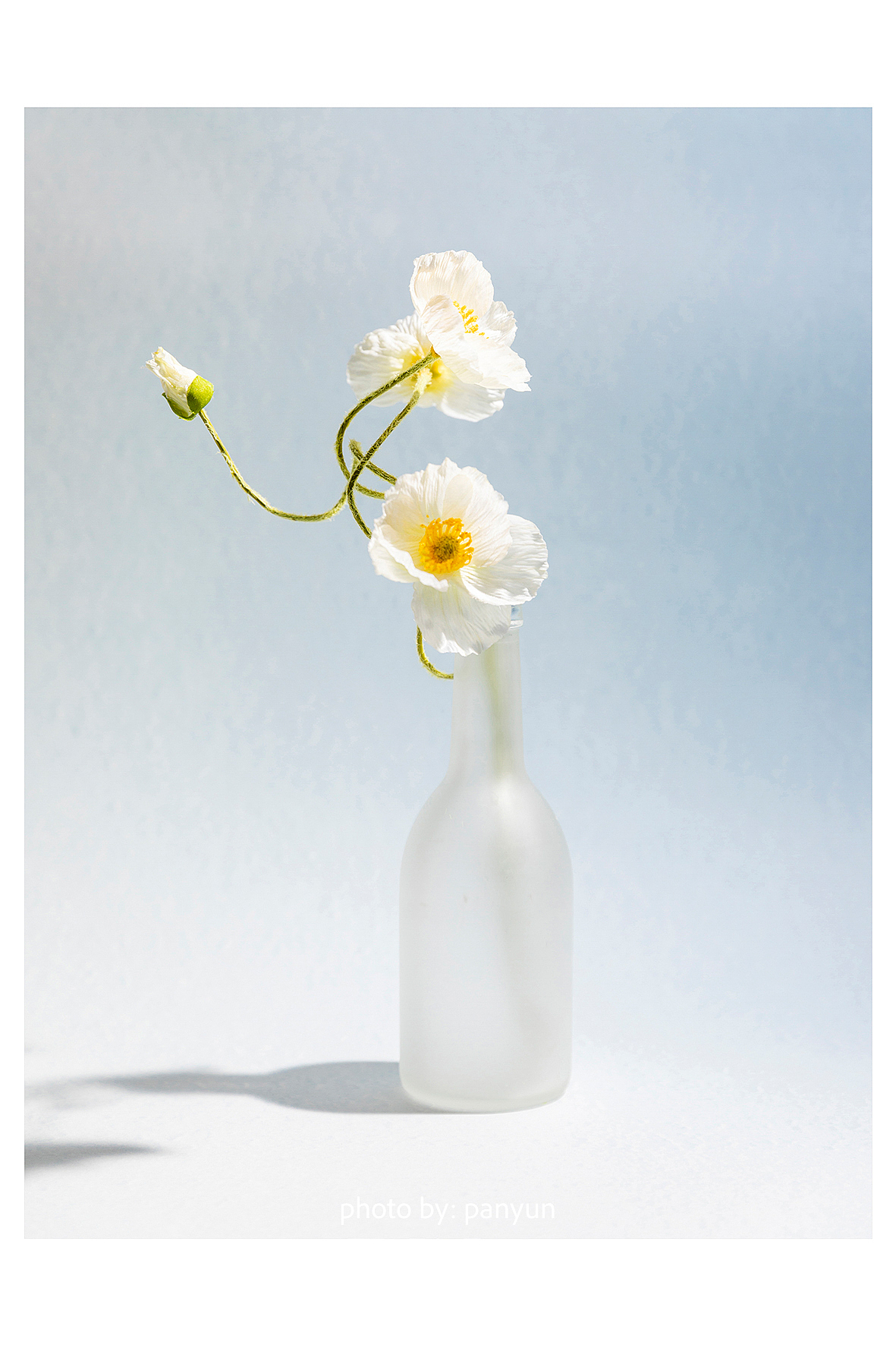 花卉静物创意摄影