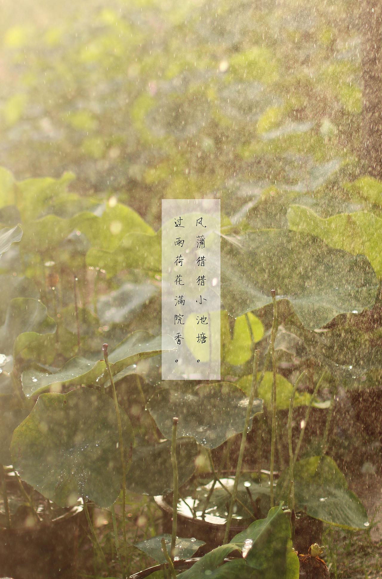 夏*雨*荷（图ZMTIxODgxMjc2） - 人像摄影 - 站酷设计师薄荷味的笑原创素材 - 站酷ZCOOL