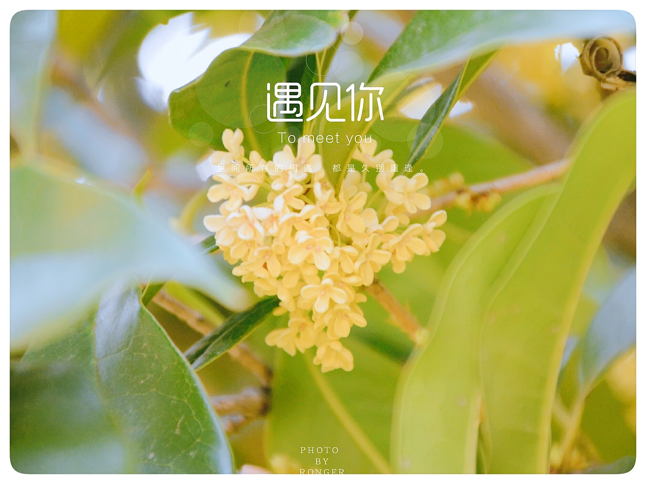 桂花（图ZOTMwODI4OTY=） - 风光摄影 - 站酷设计师爱摄影的五花肉原创素材 - 站酷ZCOOL