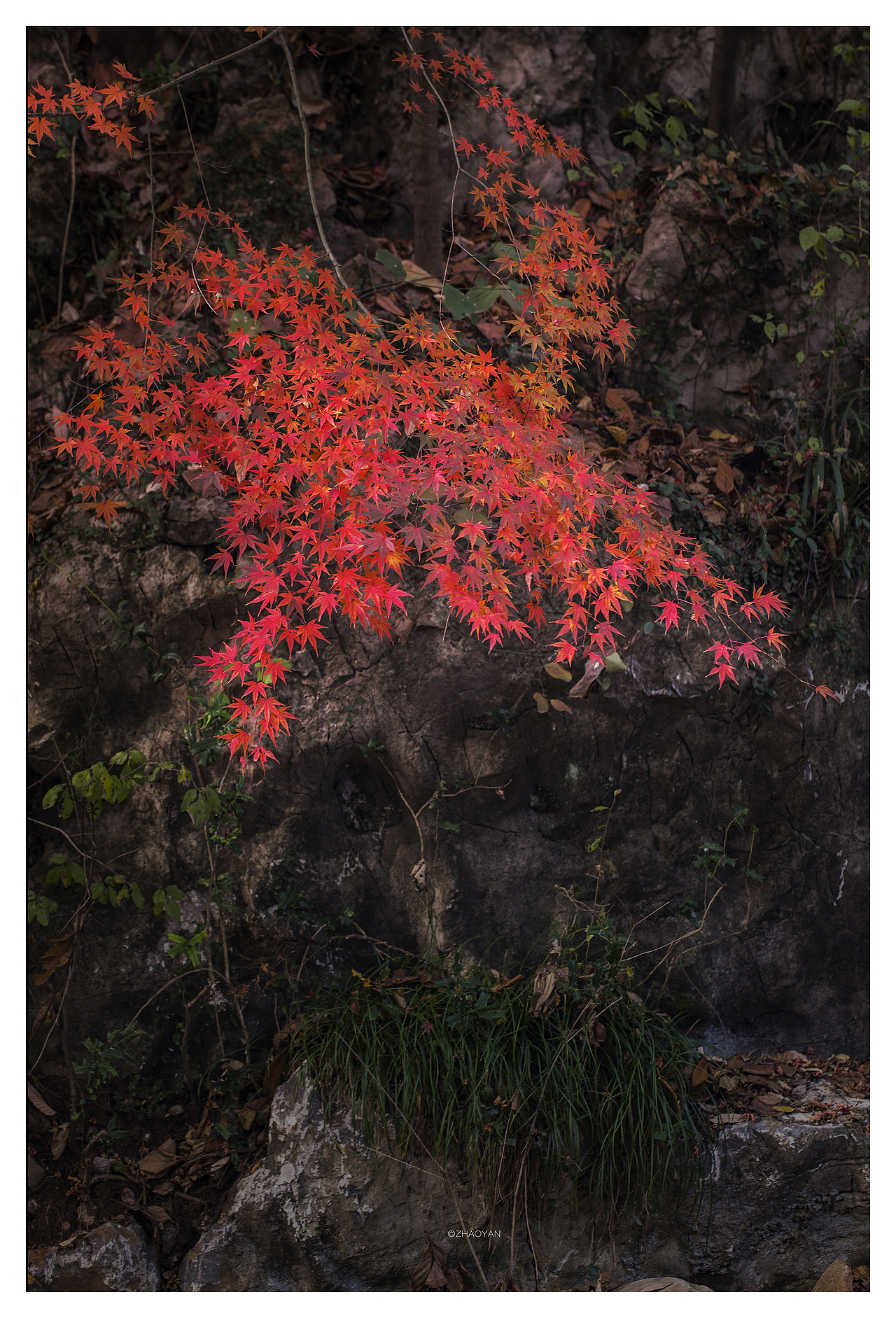 秋染栖霞（图ZMTM2NzA1ODY4） - 风光摄影 - 站酷设计师fairy0001原创素材 - 站酷ZCOOL