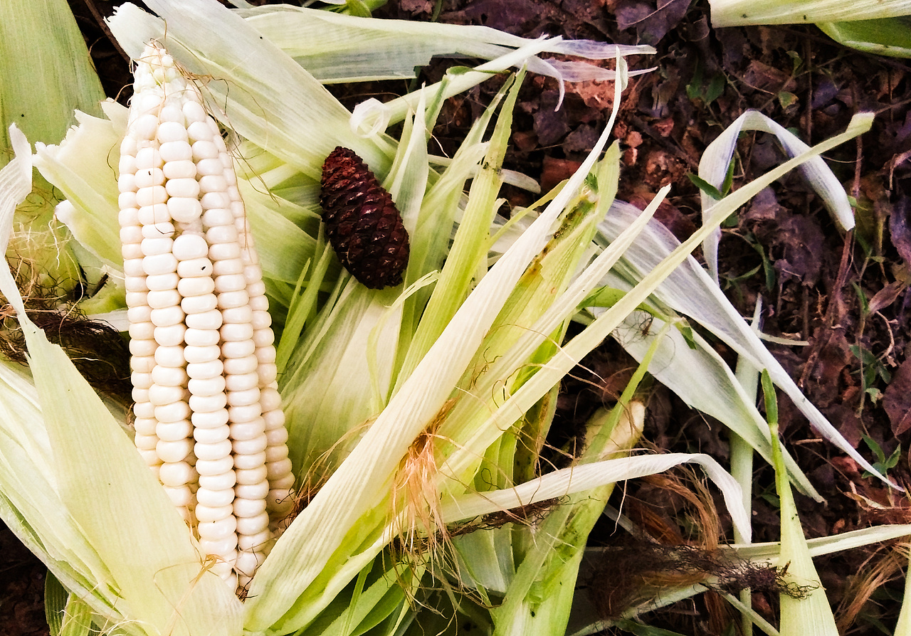 手机摄影(部分相机原片,手机后期)选集