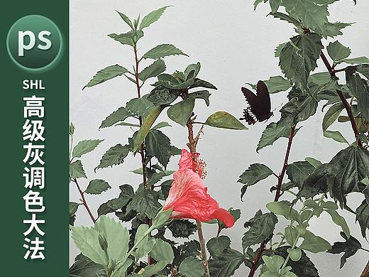PS-通透的高级灰SHL调色