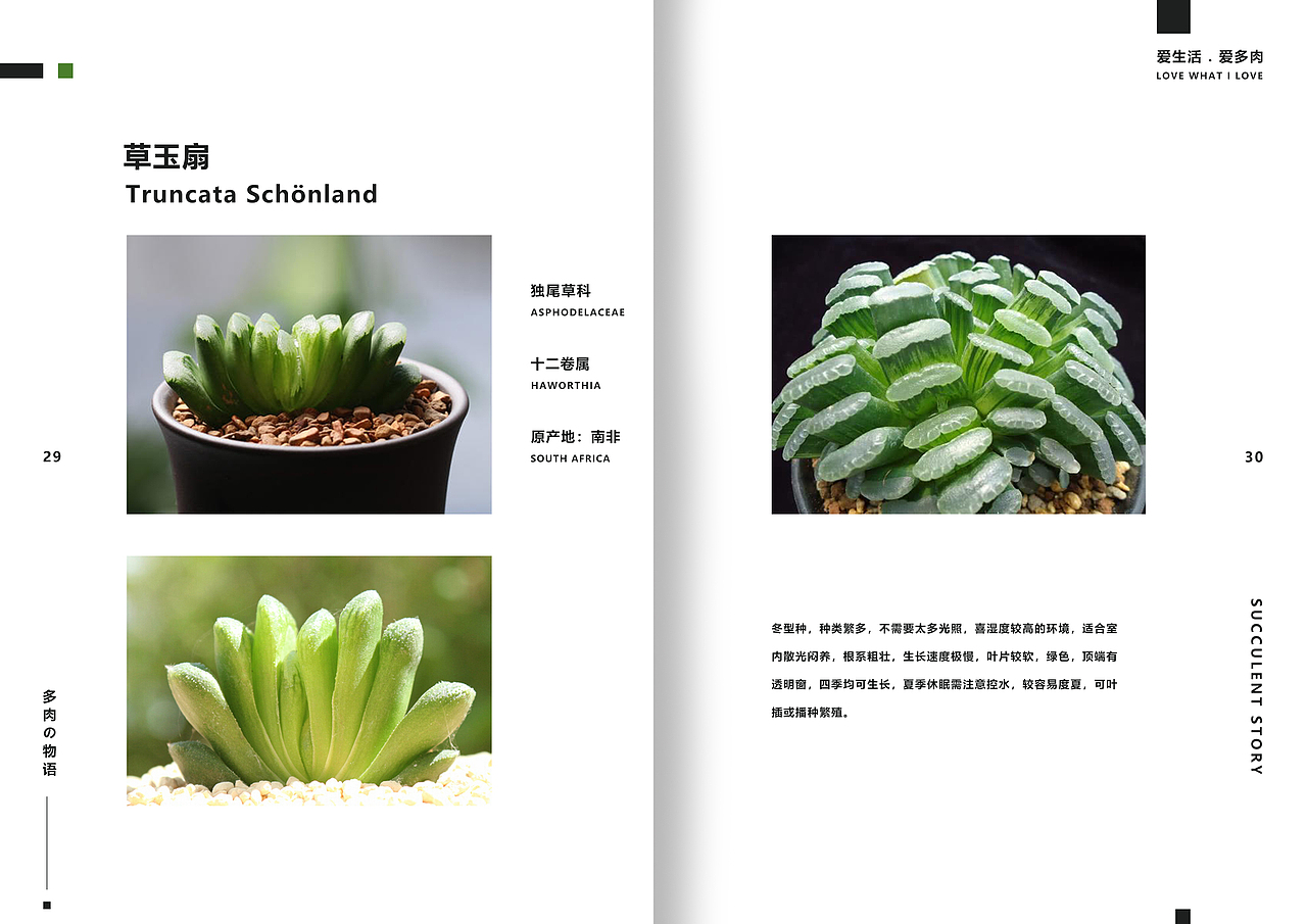 一套多肉植物画册（图ZMTgxMzI3MDg4） - 书籍/画册 - 站酷设计师湛麓原创素材 - 站酷ZCOOL