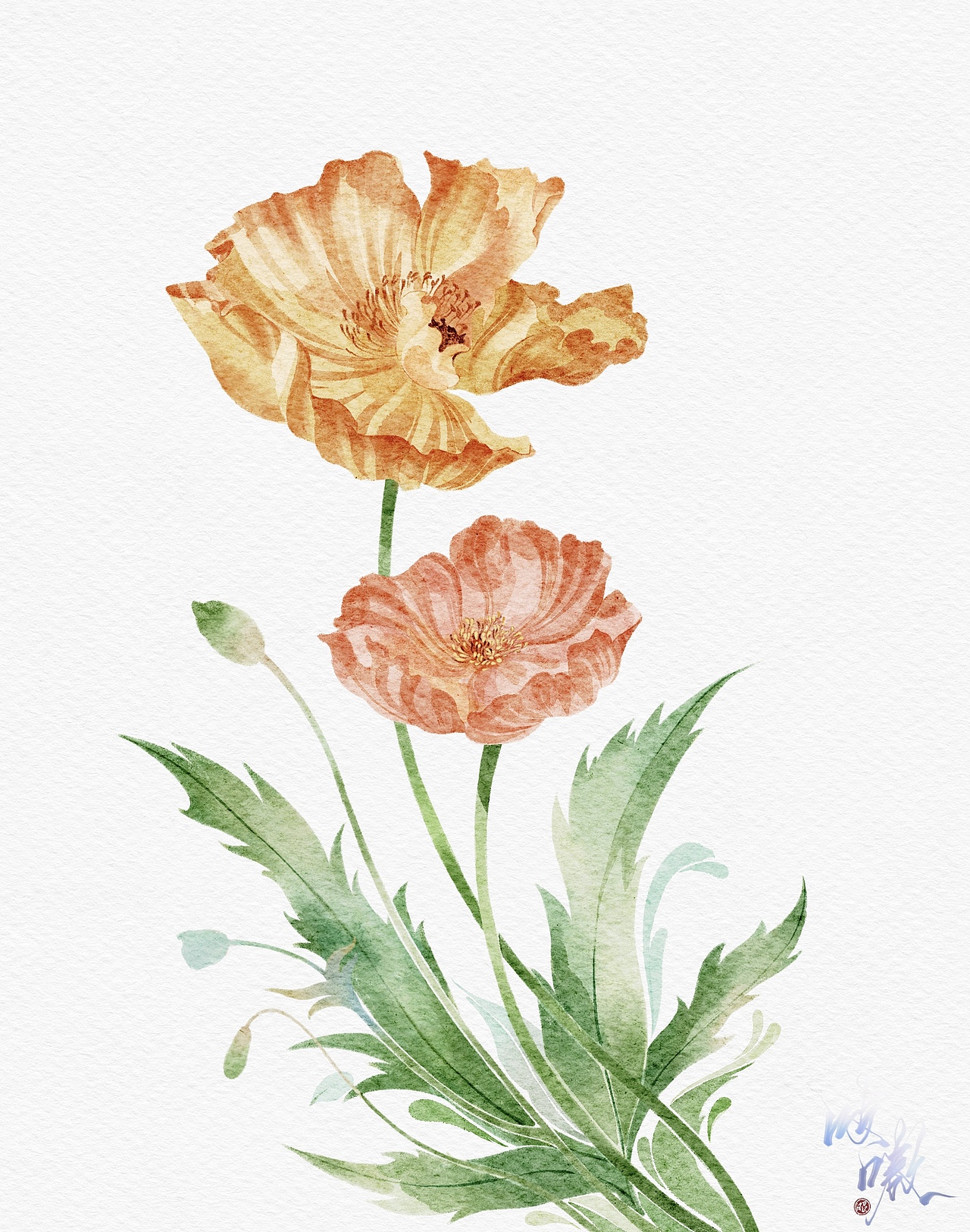 软件:procreate虞美人创作31粉丝18638杭州 | 插画师芜意创作27粉丝