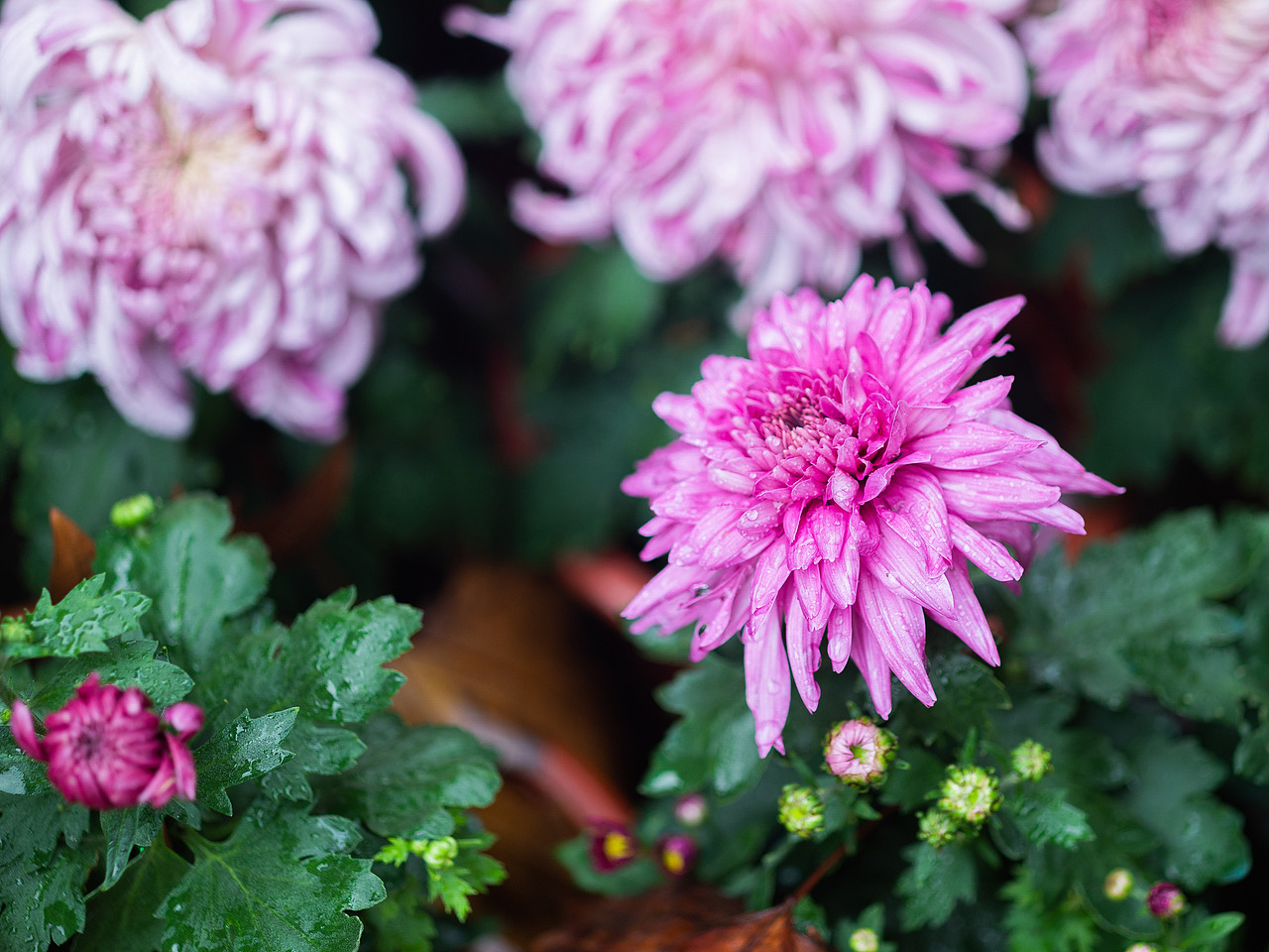 共青森林公园秋天的景色