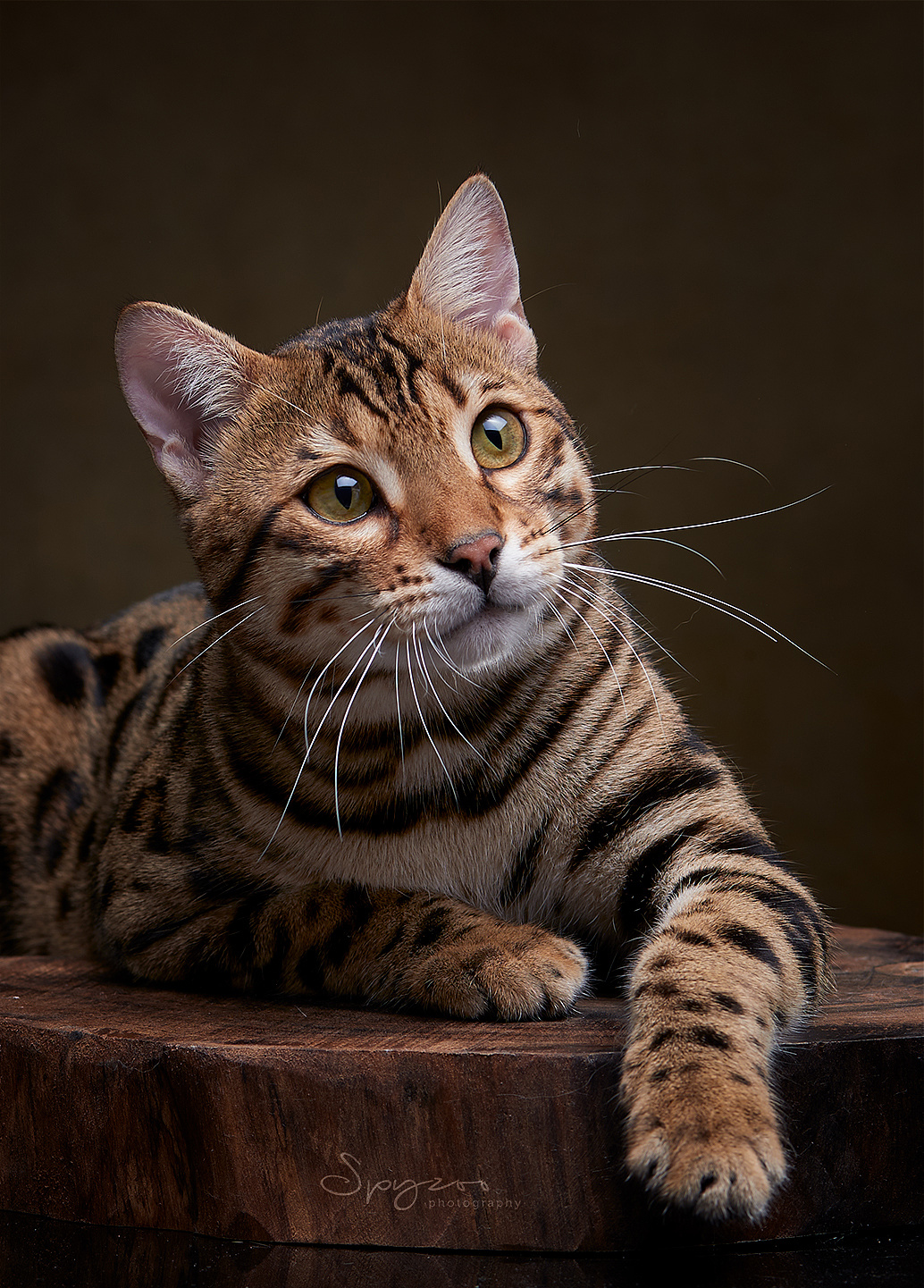 孟加拉豹猫一只图片