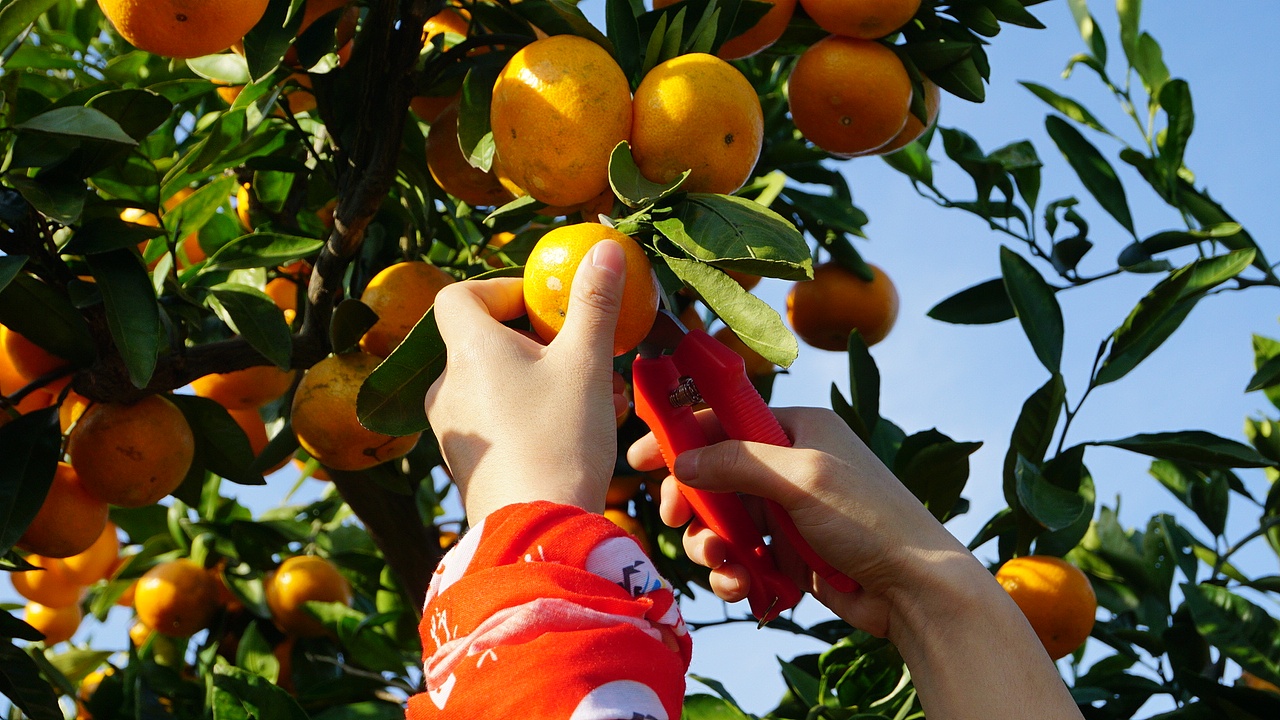 抓住上海秋天的尾巴——崇明横沙岛之行