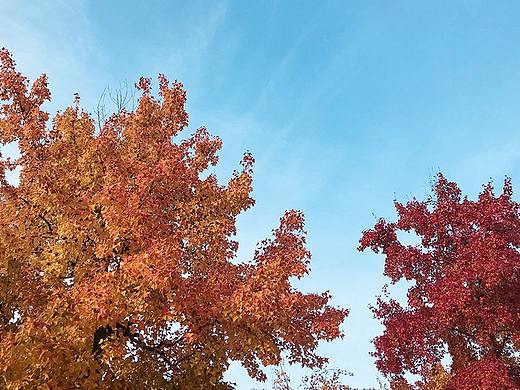 天平山的枫叶,赶上季节的末梢