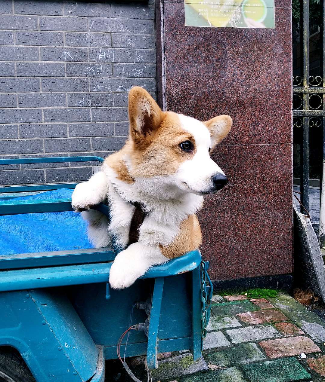 小短腿