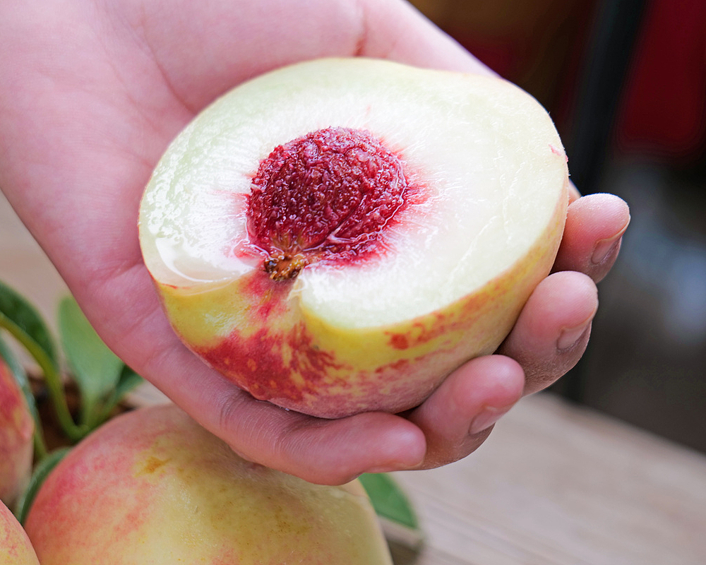 蜜桃（图ZMjc0ODk5ODI4） - 美食摄影 - 站酷设计师聚吉原创素材 - 站酷ZCOOL