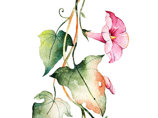 一组小清新（个人主页-ZMjUyODk4NjA=） - 创作习作 - 站酷设计师时光与MIAO原创素材 - 站酷ZCOOL