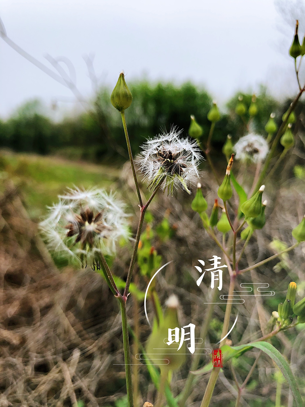 清明节乡下扫墓（图ZMjAzOTM0MTky） - 风光摄影 - 站酷设计师Vinci153原创素材 - 站酷ZCOOL