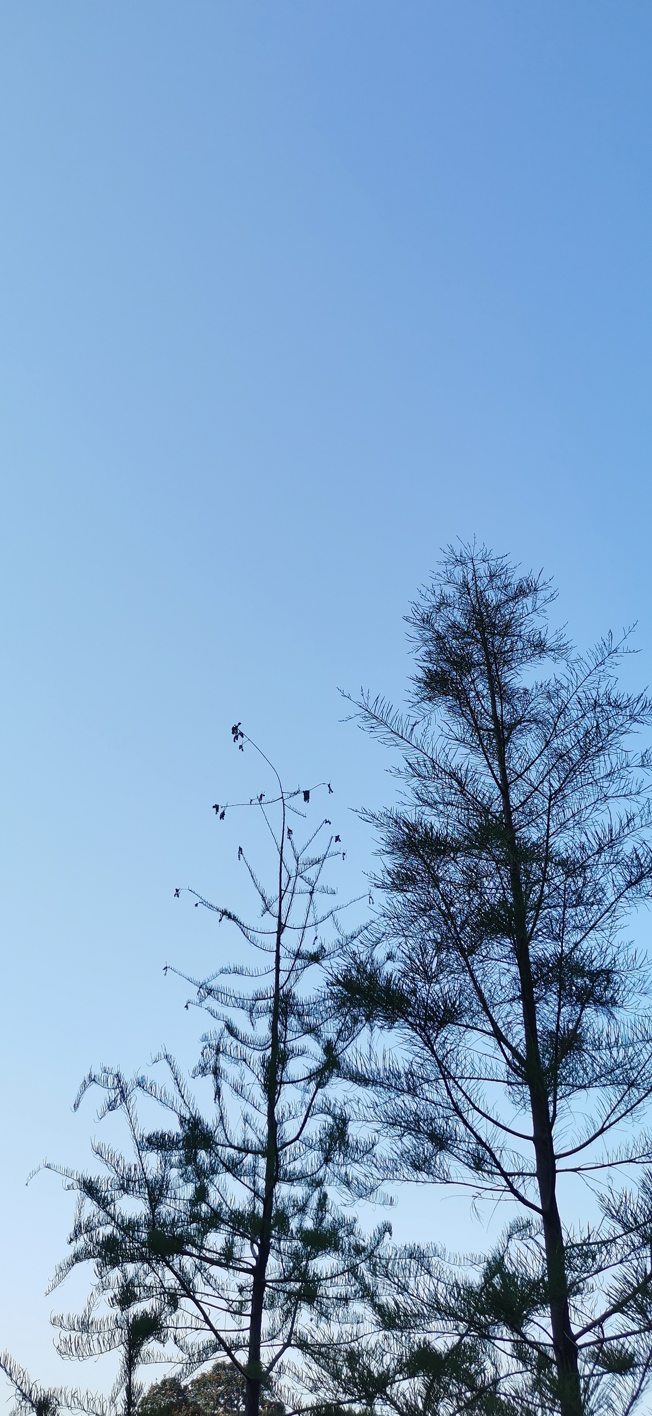 手機(jī)攝影練習(xí)3（圖ZMjk2NTIzMTI4） - 風(fēng)光攝影 - 站酷設(shè)計(jì)師草菡J(rèn)F原創(chuàng)素材 - 站酷ZCOOL