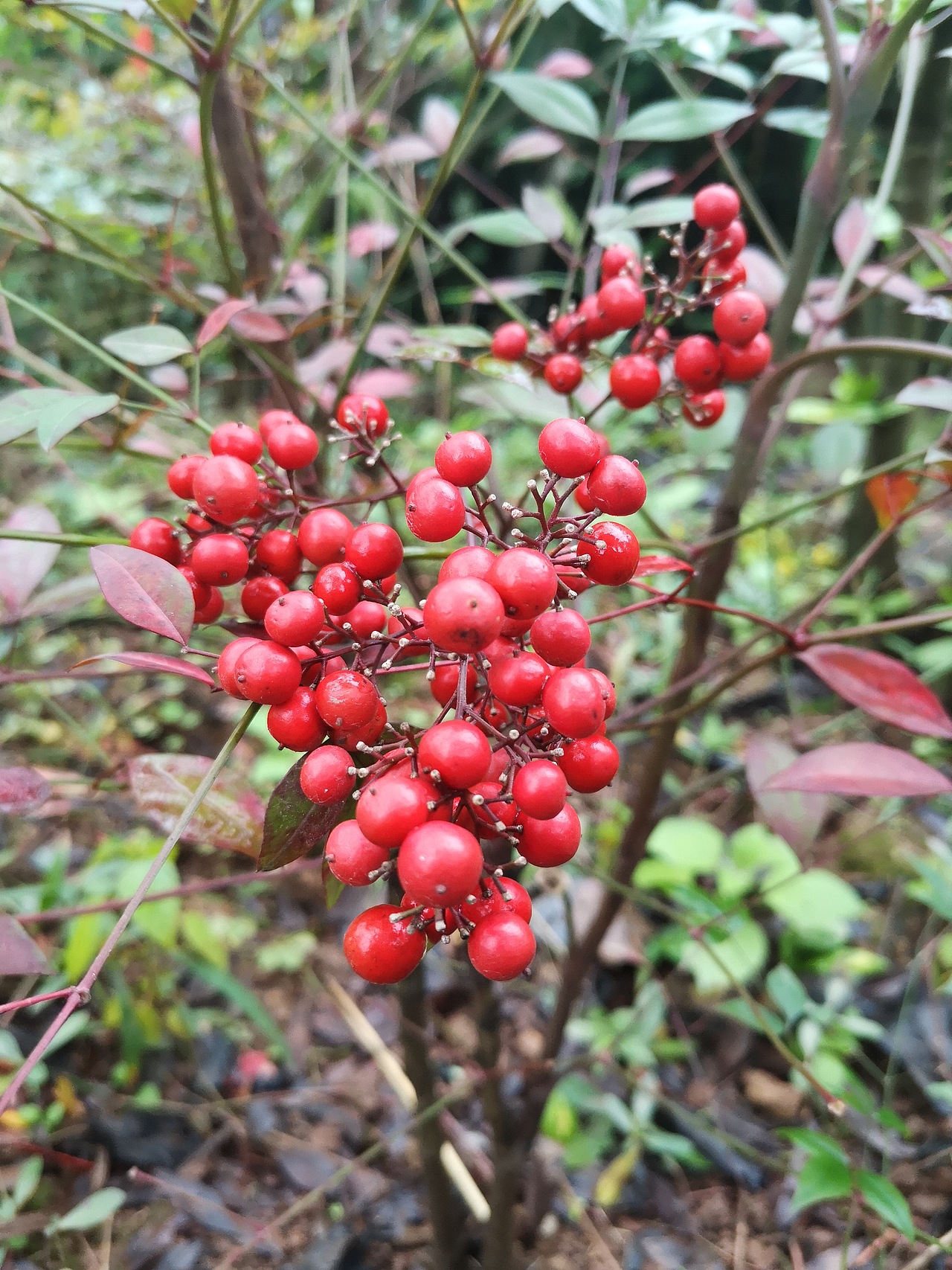 绿植花型一览（图ZMTM2MDM5MDcy） - 产品摄影 - 站酷设计师左I可原创素材 - 站酷ZCOOL