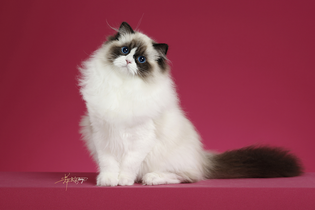 AMYWORKS-布偶猫（图ZMjY1MTM2NjI4） - 宠物摄影 - 站酷设计师AMYWORKS赛猫摄影原创素材 - 站酷ZCOOL