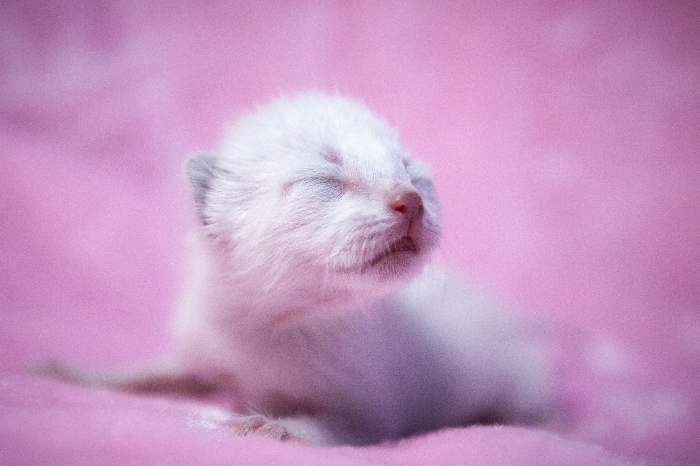 刚出生的小猫的样子图片