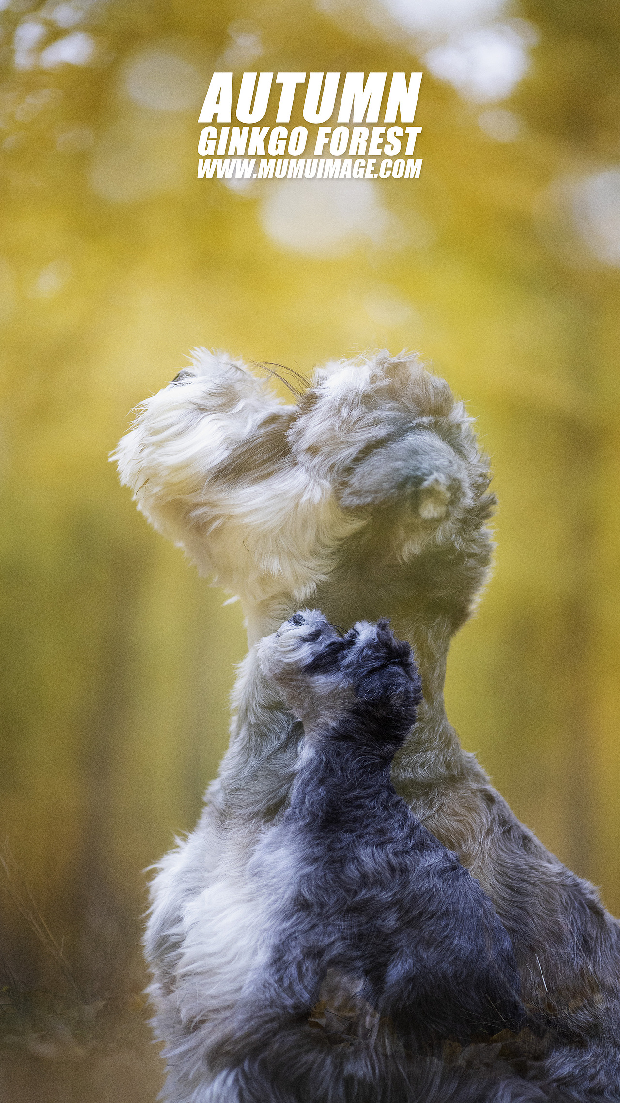 穆牧摄影-宠物摄影(2020总结1)