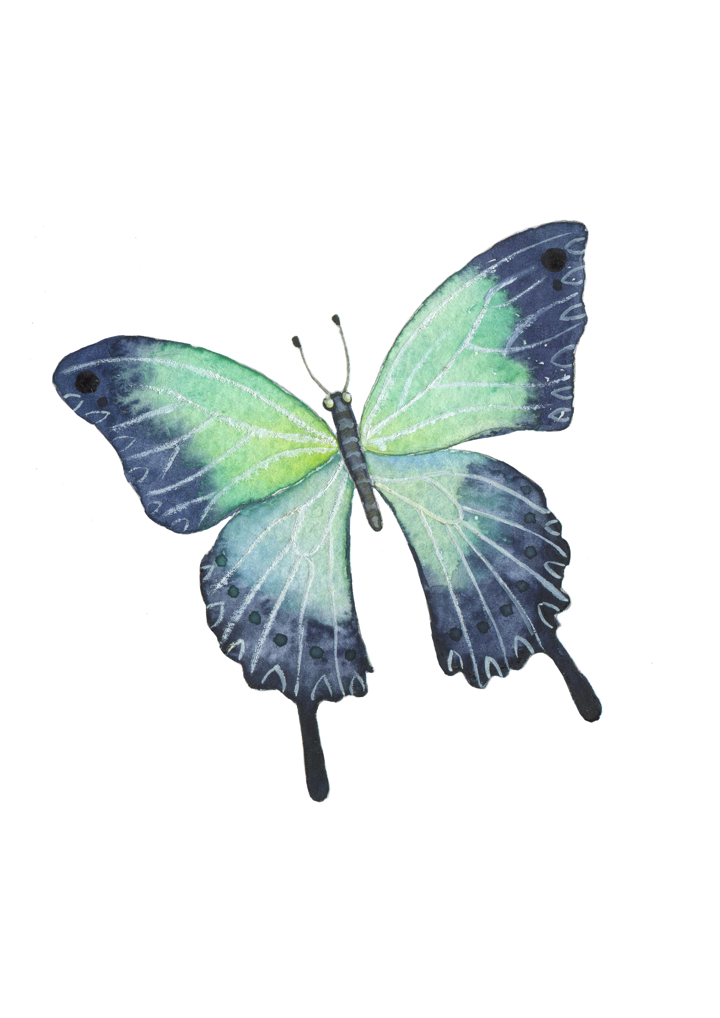 花蝴蝶---画蝴蝶|插画|概念设定|泷艺的插画小镇 - 原创作品 - 站酷