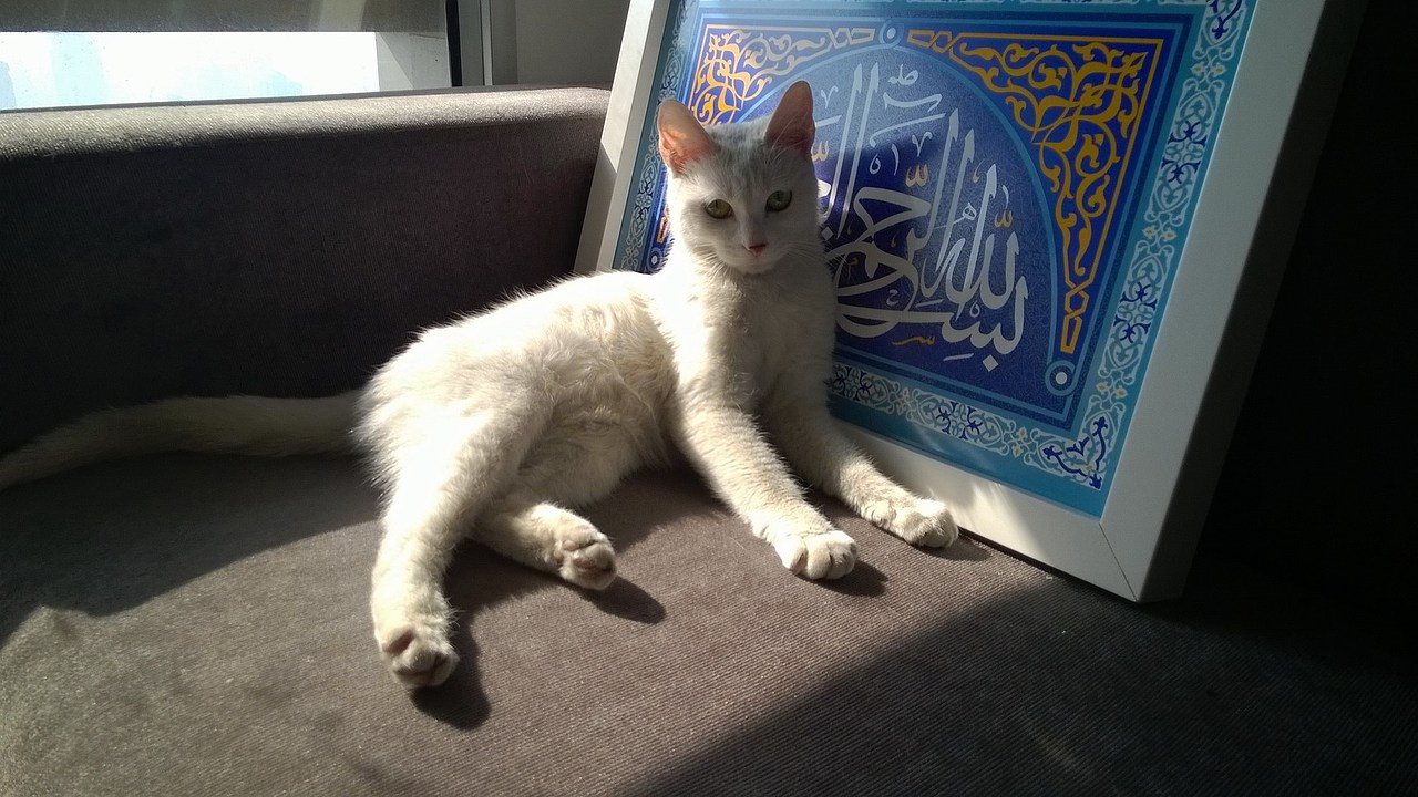 高冷喵~糖糖（图ZMjU1NDA2NDg=） - 其他 - 站酷设计师Banana大王原创素材 - 站酷ZCOOL