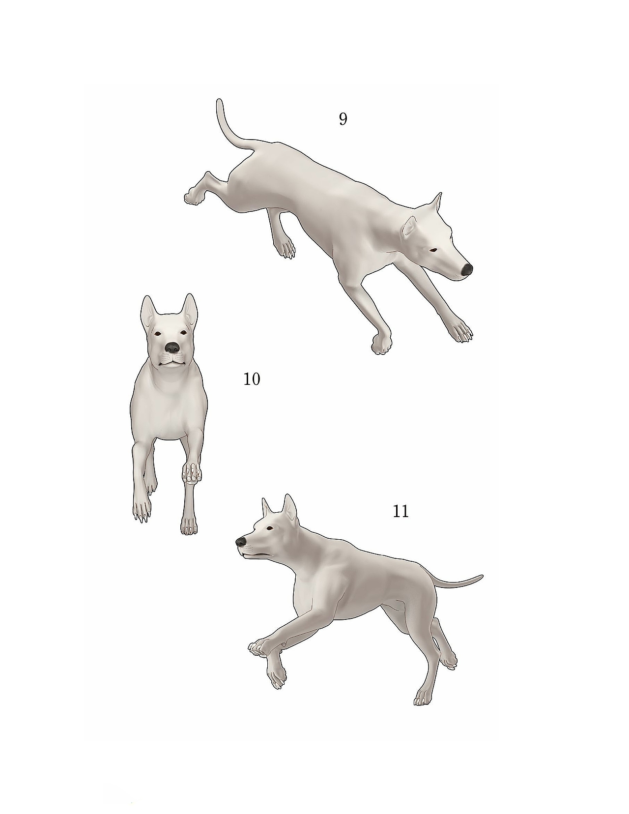 犬猫的形态样式3（图ZMjQxNzY4MTgw） - 短篇/格漫 - 站酷设计师星空漫画堂原创素材 - 站酷ZCOOL
