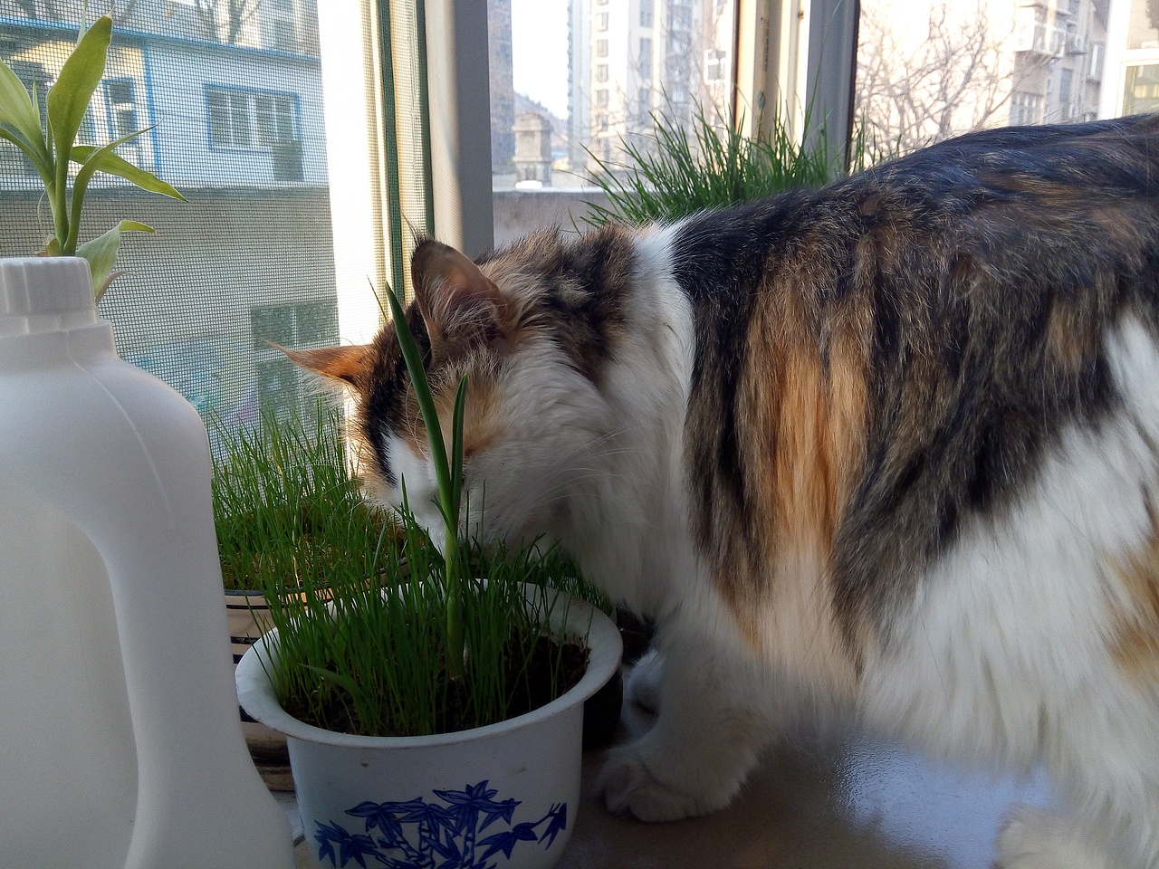 最爱吃草的傲娇小主