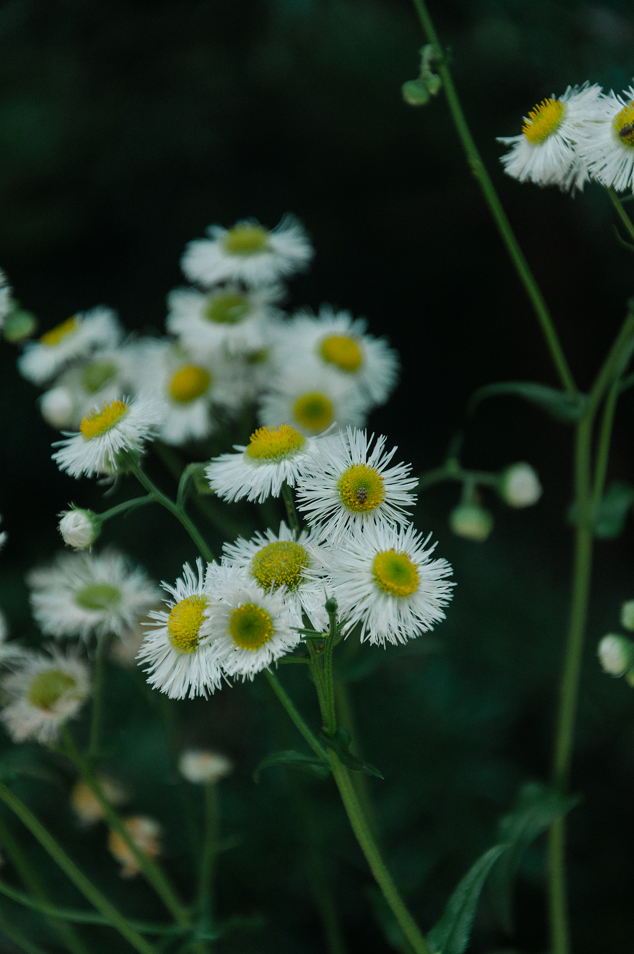 杭州小河直街的花花（图ZMjA3NDA3OTI4） - 风光摄影 - 站酷设计师小小何leo原创素材 - 站酷ZCOOL