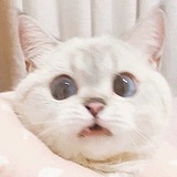 画画的Pipi的头像