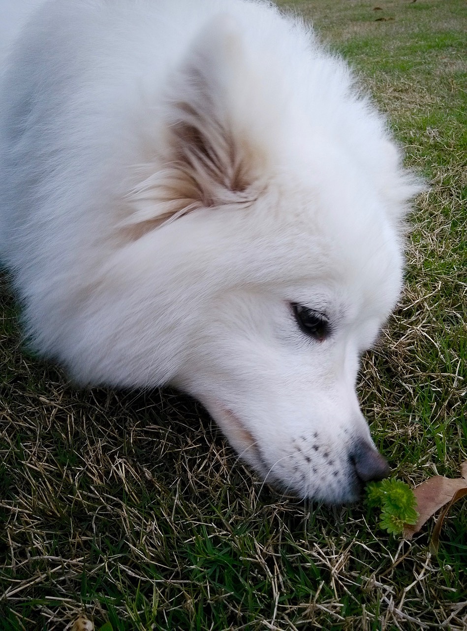 闻一个草。估计后来给吃了。