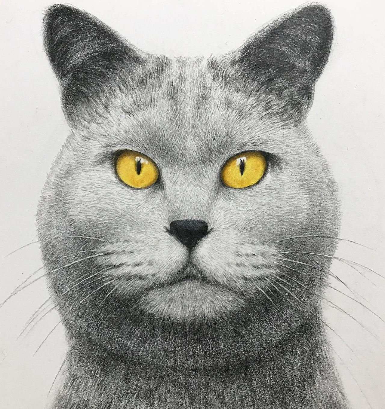彩铅蓝猫