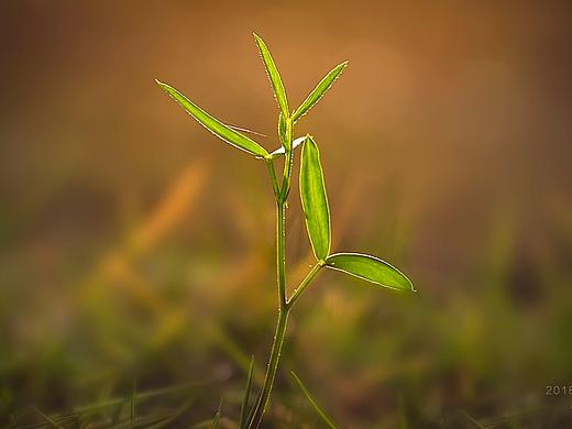 小草，背景，逆光，虚化 ，