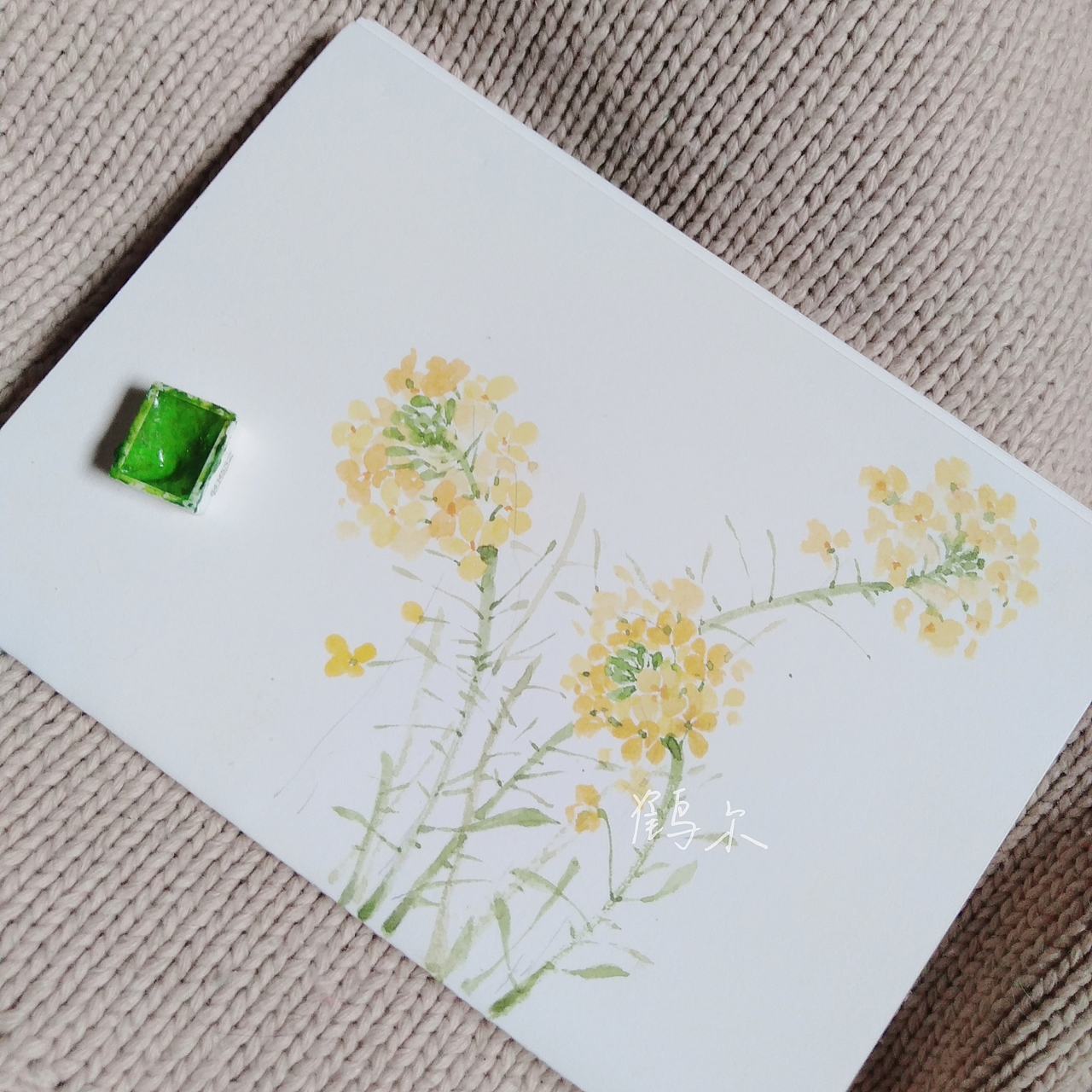 水彩花卉—油菜花（图ZMTk5NTYwNjIw） - 创作习作 - 站酷设计师懿白的白原创素材 - 站酷ZCOOL