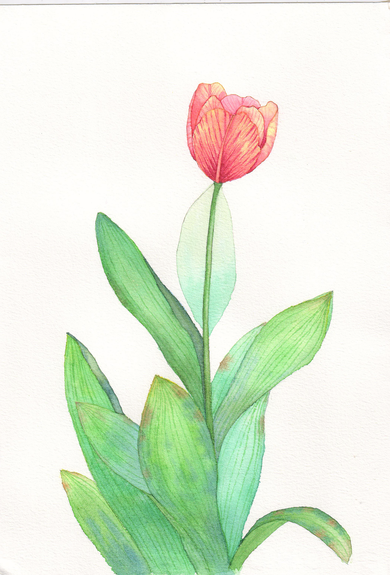 每周一画-郁金香2