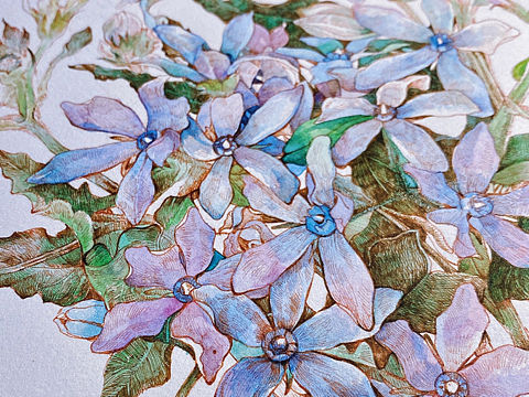 蘸水笔针管笔｜蓝星花