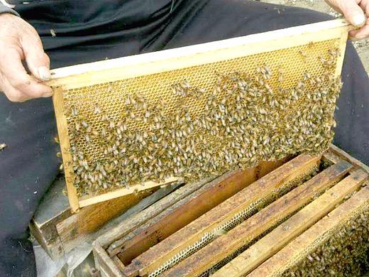 蜂蜜详情页 手机详情页