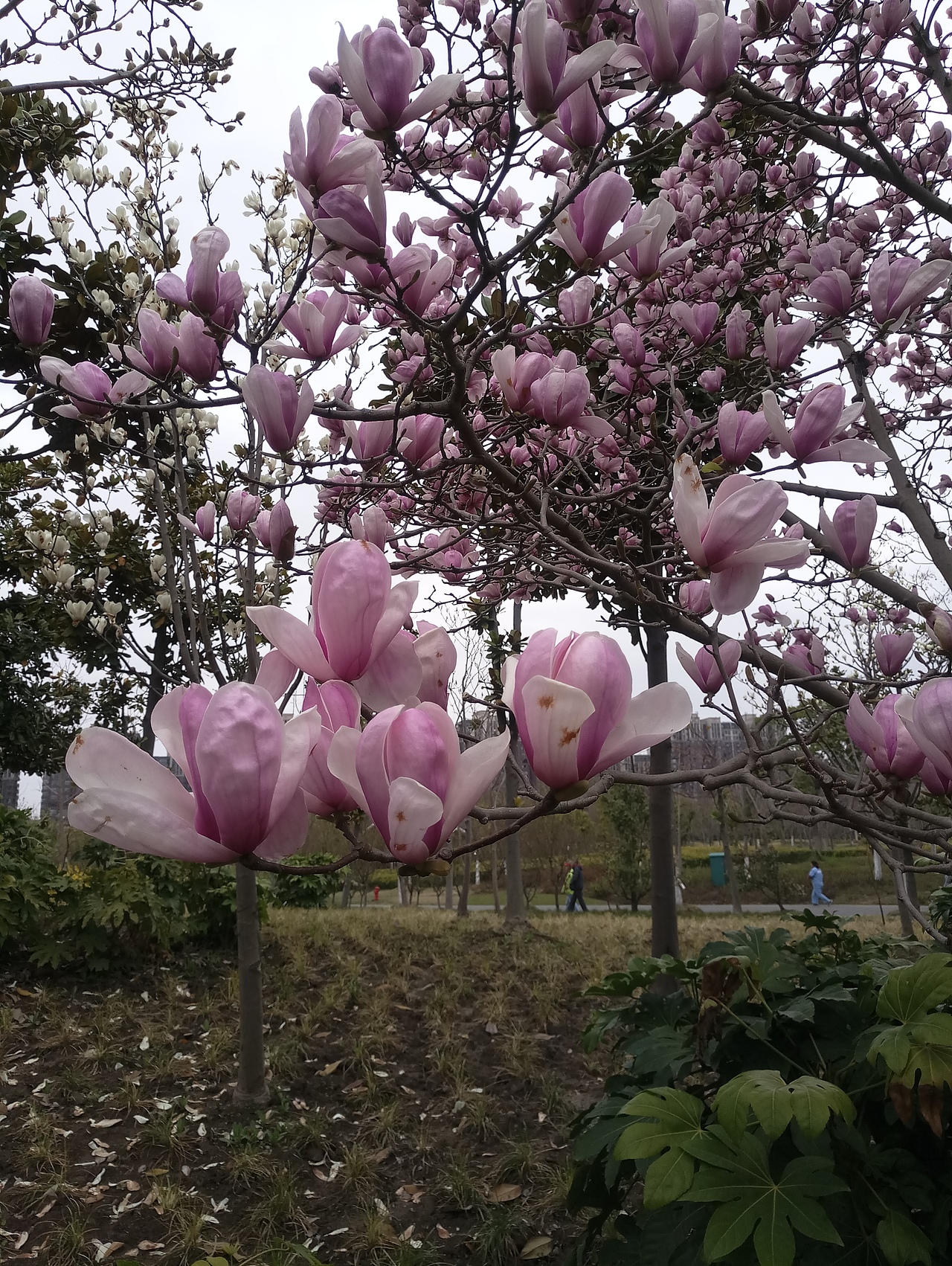 春之密影（图ZMTA4MjU4NDI0） - 产品摄影 - 站酷设计师珍丫头原创素材 - 站酷ZCOOL